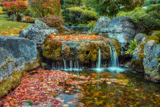 Colourful carpet of leaves floating on a stream in autumn