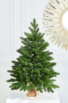 Pretty bushy danish Christmas tree without decorations in a large pot wrapped in sackcloth with space for your message on white background