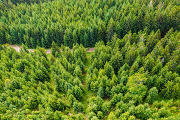 Aerial view of amazing landscape with high trees on the hills in a summer sunny day, Dolni Morava, Czech Republic.