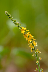 Gewöhnliche Odermennig (Agrimonia eupatoria)
