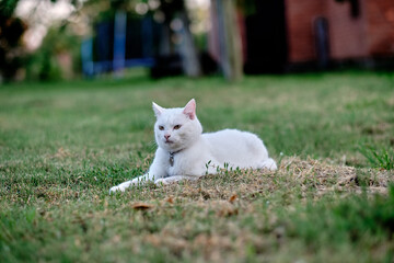 A white cat relaxes on the green grass in the garden next to the house