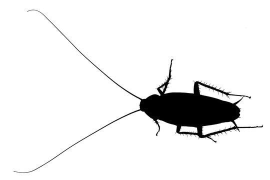 Silhouette de cafard sur fond blanc 