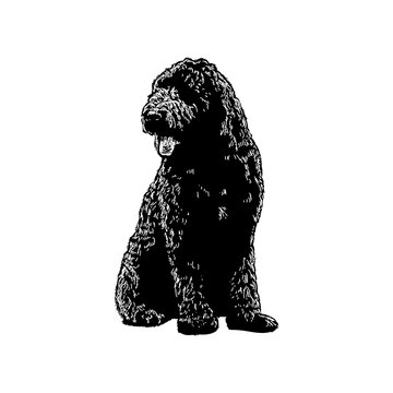 Newfypoo hand drawing vector illustration isolated on background