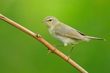 Pierwiosnek (Phylloscopus collybita)  © Grzegorz