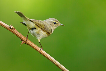 Obraz premium Pierwiosnek (Phylloscopus collybita) 