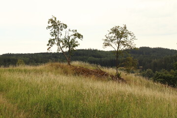 landscape with trees