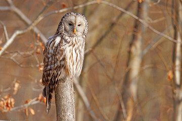 Puszczyk uralski (Strix uralensis) - obrazy, fototapety, plakaty