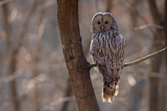 Puszczyk uralski (Strix uralensis)