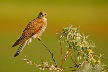 Pustułka (Falco tinnunculus)