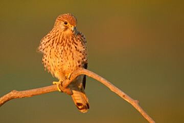 Pustułka (Falco tinnunculus)