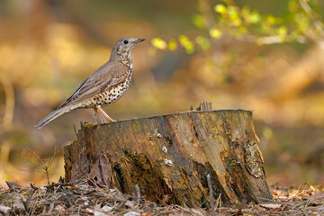 Paszkot (Turdus viscivorus)