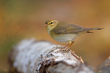 Piecuszek (Phylloscopus trochilus) © Grzegorz