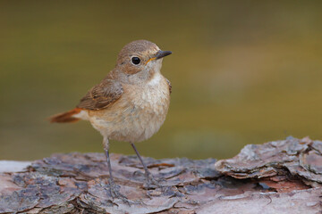 Pleszka (Phoenicurus phoenicurus) © Grzegorz