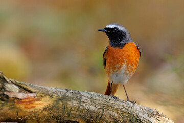 Pleszka (Phoenicurus phoenicurus)