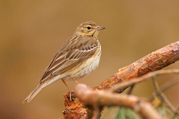 świergotek drzewny (Anthus trivialis) © Grzegorz