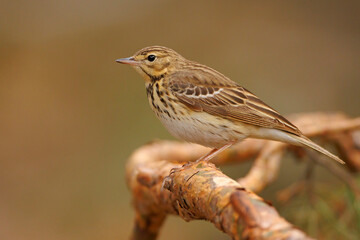 świergotek drzewny (Anthus trivialis) © Grzegorz
