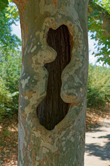 Hole in tree, large hole in a tree trunk with interesting shape.