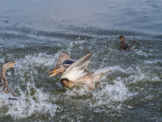 Two wild ducks on the river are fighting for a piece of bread