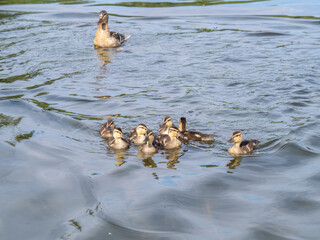 A family of ducks, a duck and its little ducklings are swimming in the water. The duck takes care of its newborn ducklings. Mallard, lat. Anas platyrhynchos