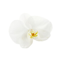 Naklejka na ściany i meble Beautiful white orchid flower isolated on white background