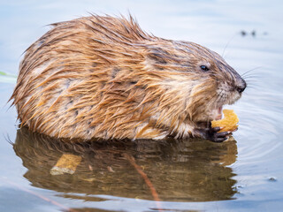 Wild animal Muskrat, Ondatra zibethicuseats, eats on the river bank