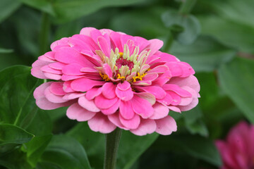 Obraz premium Zinnia elegans 'Super Yoga Rose' in flower.