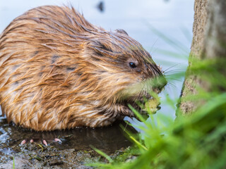 Wild animal Muskrat, Ondatra zibethicuseats, eats on the river bank