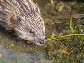 Portrait of a muskrat, ondatra zibethicus, rodent found in wetlands