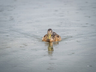 Mallard female Duck swims in the pond in the rain.