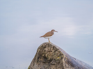 Common sandpiper, Actitis hypoleucos, resting lake shore under raindrops.