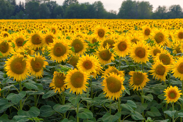 Bright yellow field of sunflowers. Landscape