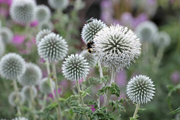 Echinops bannaticus 'Star Frost'  in flower.