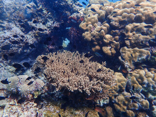 Naklejka na ściany i meble Underwater view at Lang Tengah Island Terengganu