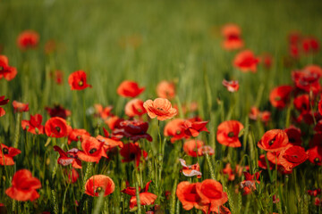 Obraz na płótnie Canvas a field of red poppies on a sunny morning day