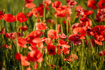 Obraz premium a field of red poppies on a sunny morning day