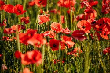 a field of red poppies on a sunny morning day