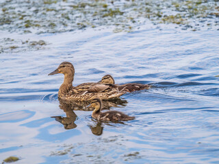 A family of ducks, a duck and its little ducklings are swimming in the water. The duck takes care of its newborn ducklings. Mallard, lat. Anas platyrhynchos