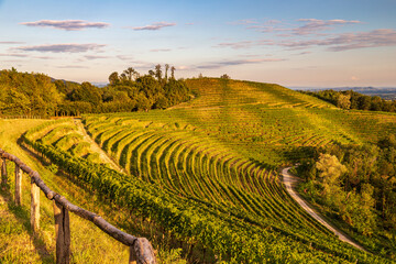 Colorful sunset in the vineyards of Savorgnano del Torre