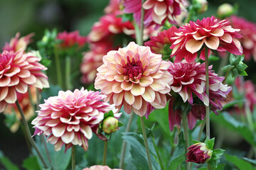 Dahlia ÔCreme de Cognac' in flower.