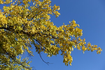 Blue sky and branches of mulberry with autumnal foliage in October