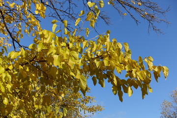 Branch of mulberry with autumnal foliage against blue sky in November