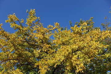 Crown of mulberry with autumnal foliage against blue sky in October