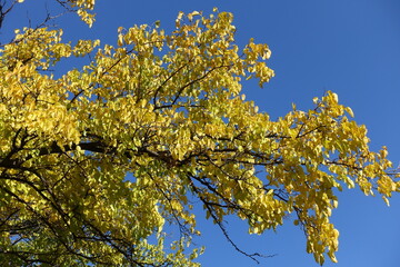 Sky and branches of mulberry with autumnal foliage in October
