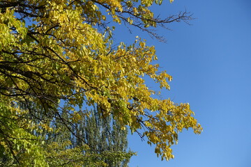 Unclouded blue sky and branches of mulberry with autumnal foliage in October