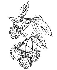 Raspberry on a branch. Coloring book.  For fresh organic food or agricultural label design.