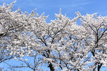 日本の群馬県にある桜