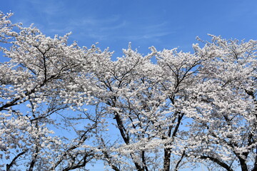 日本の群馬県にある桜