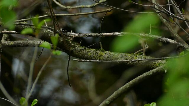 Close-up view of the chestnut sided warbler (Setophaga pensylvanica) moving from one tree branch to another.