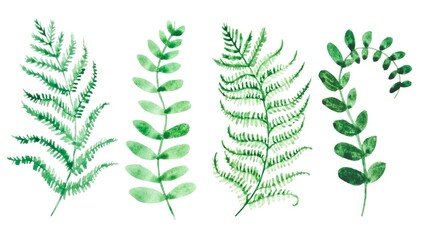 Set of green watercolor fern leaves on white background