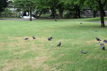 日本の前橋市　前橋公園の風景